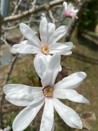 Yu-ka🌼*･ CLAPS上永谷❣️のヘアスタイル
