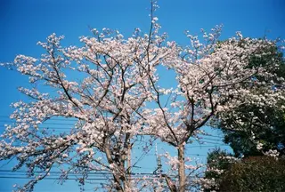 足立 悠輔のヘアスタイル