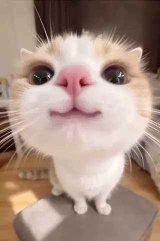 マツエク・マツパ eyelist. mizuki🐈‍⬛のマツエク・マツパデザイン