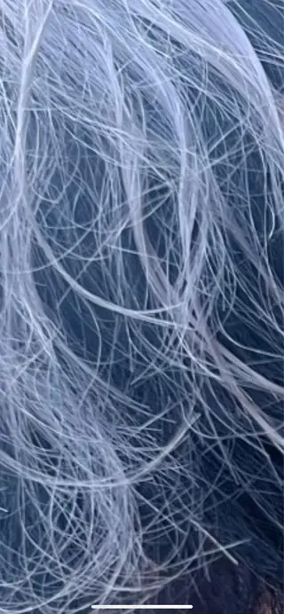 ショート カラー 🥣ブリーチ・カラー 平城秀馬/原宿のヘアスタイル