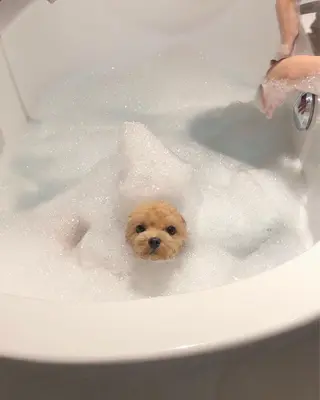 マツエク・マツパ 𝕂𝕪𝕦𝕟𝕠 韓国風/束感/恵比寿のマツエク・マツパデザイン