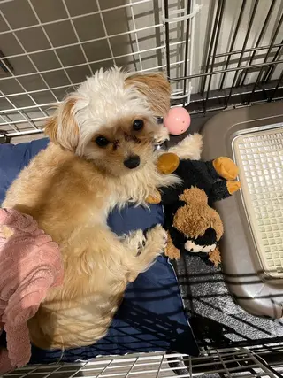 ロング カラー 韓国風/オシャレ /縮毛矯正/滝口琴未のヘアスタイル