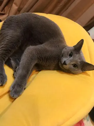 ショート カラー パーマ ヘアアレンジ メンズ キッズ ネイル マツエク・マツパ アイブロウ アニメ,Vオタク× 即効痩せエステサロンのエステ・リラクイメージ