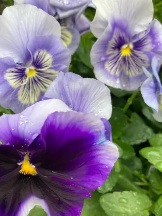 シュガーリングサロン　ダリア所属・Dahliaダリア シュガーリングサロンのエステ・リラクイメージ