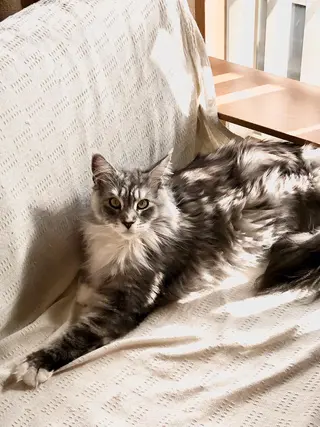 SBHメディカル美容サロン所属・🐱美容鍼・整体 SBHメディカル👍のエステ・リラクイメージ