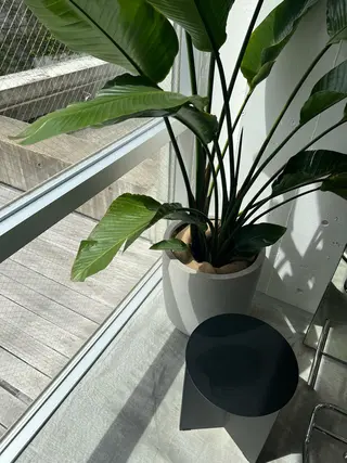 GO TODAY SHAIRE SALON mico店所属・松本 彩良のマツエク・マツパデザイン