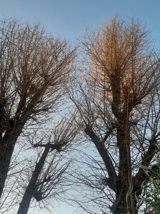 千の樹所属・久保 美咲(女性専用)のエステ・リラクイメージ