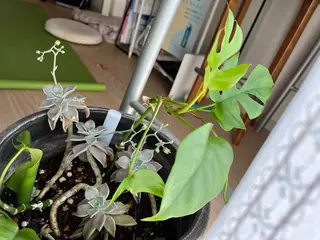 今井 由和(ゆか)のエステ・リラクイメージ