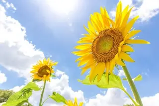 遠藤繁🌻 野方ひまわり鍼灸院のエステ・リラクイメージ