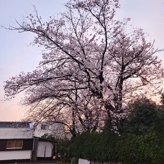 KAWAKITA  MAMIのマツエク・マツパデザイン