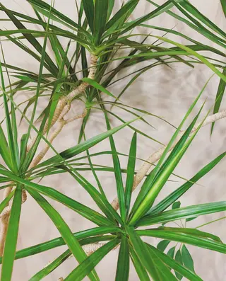 ショート LOuNICA/銀座 RYUNOSUKEのヘアスタイル