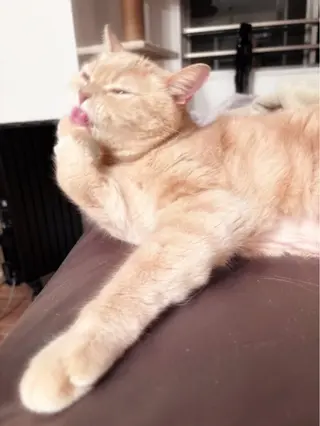 OLIVIA EBISU松村　代表のマツエク・マツパデザイン