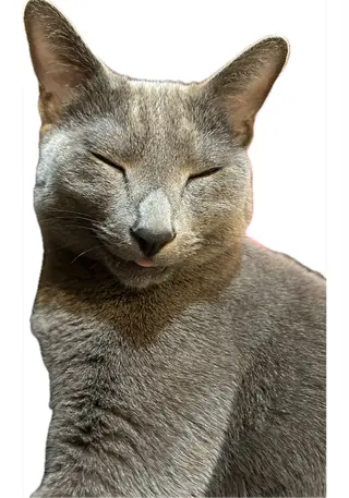 ショート カラー パーマ アニメ,Vオタク× 即効痩せエステサロンのエステ・リラクイメージ