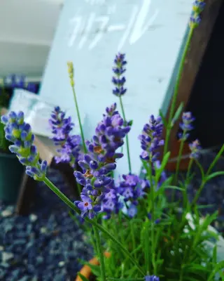 おうちサロン☆カリブール所属・じむら まゆみのエステ・リラクイメージ