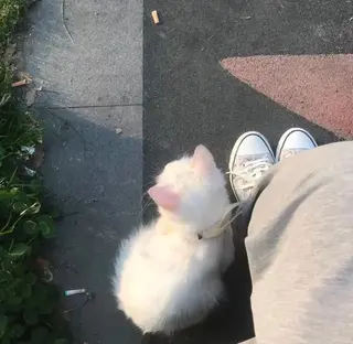 マツエク・マツパ n 🪽のマツエク・マツパデザイン