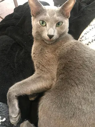 ショート カラー パーマ ヘアアレンジ メンズ キッズ ネイル マツエク・マツパ アイブロウ アニメ,Vオタク× 即効痩せエステサロンのエステ・リラクイメージ