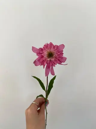 🌻花屋併設🌻濱 幸帆のヘアスタイル