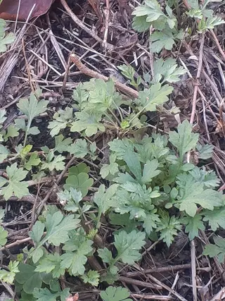 千の樹所属・久保 美咲(女性専用)のエステ・リラクイメージ