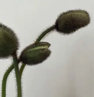 oak nail所属・óæk nailのネイルデザイン