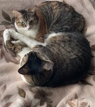 Spiky とうげ ふうかのネイルデザイン