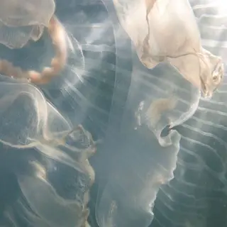 OLIVIA GINZA上野のマツエク・マツパデザイン