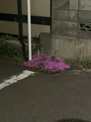 自然と惹かれる🪷 艶カラー/茉優♩のヘアスタイル