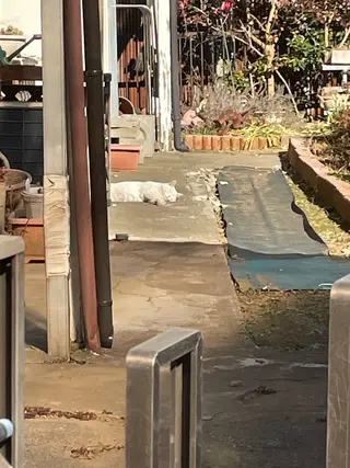 Spiky とうげ ふうかのネイルデザイン