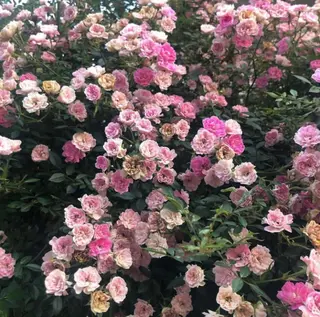 ミディアム カラー パーマ ヘアアレンジ メンズ キッズ GOTODAY SHAiRE SALON (原宿本店)所属・stylist 🎀 kanaのその他イメージ