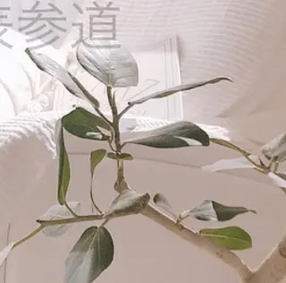 NAZ eyelash&eyebrow by medical salon所属・NAZ 表参道 Tomokoのマツエク・マツパデザイン