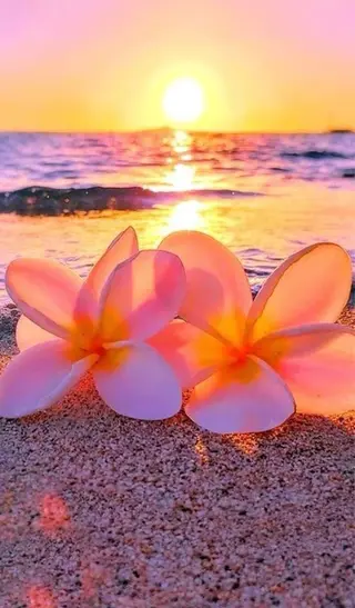 ミディアム カラー ヘアアレンジ Amour Akala .hk　（アムールアカラ）所属・Amour Akala.hkのヘアスタイル