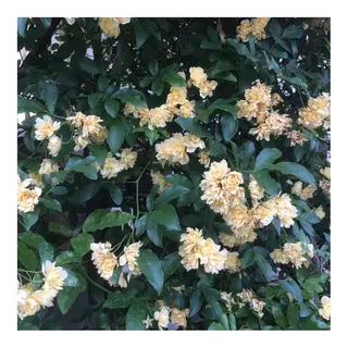 かみじょう ゆうこのヘアスタイル