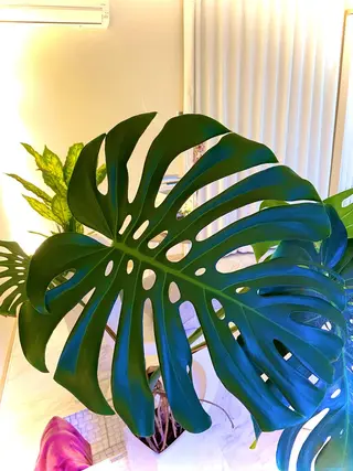 セルフホワイトニングサロン　ラヴィアン所属・ホワイトニングサロン La vie enのその他イメージ