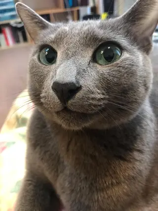 ショート カラー パーマ ヘアアレンジ メンズ キッズ ネイル マツエク・マツパ アイブロウ アニメ,Vオタク× 即効痩せエステサロンのエステ・リラクイメージ