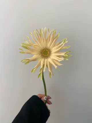 🌻花屋併設🌻濱 幸帆のヘアスタイル