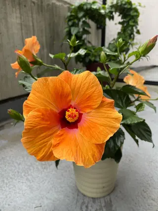 Mandarin Orange所属・毛穴から始める肌メン テマンダリンオレンジのエステ・リラクイメージ