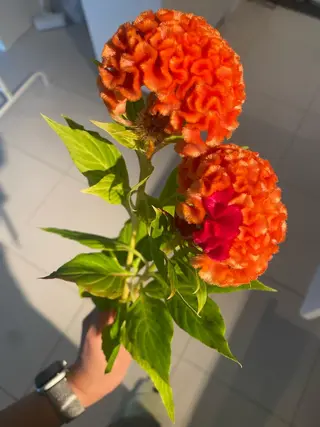 eyes cream所属・まつ毛と眉毛のおみせ 🪄なんばのマツエク・マツパデザイン