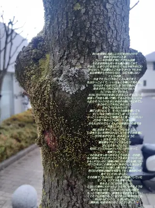 千の樹所属・久保 美咲(女性専用)のエステ・リラクイメージ