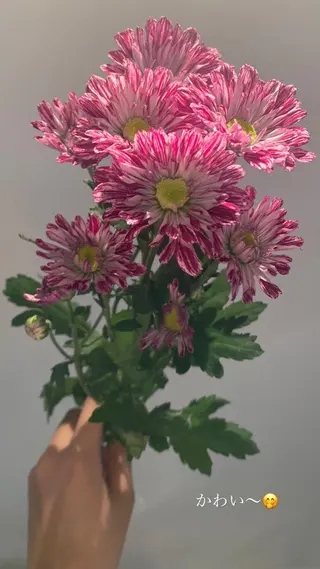 eyes cream所属・まつ毛と眉毛のおみせ 🪄なんばのマツエク・マツパデザイン