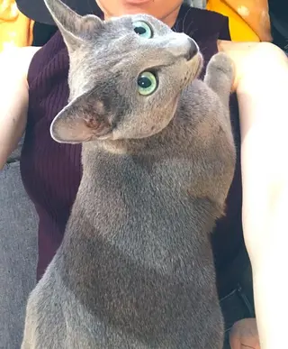 ショート カラー パーマ ヘアアレンジ メンズ キッズ ネイル マツエク・マツパ アイブロウ アニメ,Vオタク× 即効痩せエステサロンのエステ・リラクイメージ