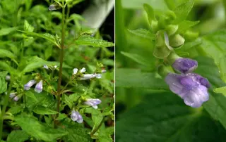 香りの家ローズマリー 🌿アロマリンパのエステ・リラクイメージ