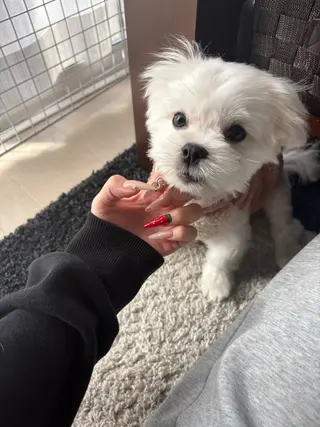 ネイル 33nail✴️栄 スミレ❇️Gel-xのネイルデザイン