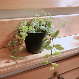 マツエク・マツパ なかむら 🪡のマツエク・マツパデザイン