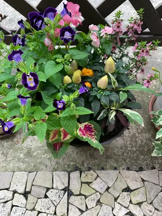 金沢金箔糸脱毛®︎糸美しや〖𝑖𝑡𝑜𝑢𝑡𝑠𝑢𝑘𝑢𝑠ℎ𝑖𝑦𝑎〗所属・Nakamura Atsukoの眉毛・アイブロウイメージ