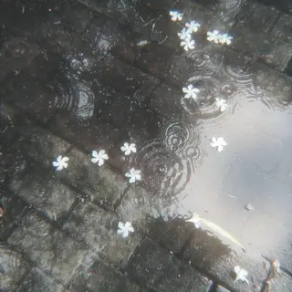 マツエク・マツパ Silk by Bianca 柳🐕のマツエク・マツパデザイン