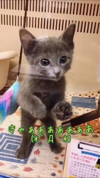 ショート カラー パーマ ヘアアレンジ メンズ キッズ ネイル マツエク・マツパ アニメ,Vオタク× 即効痩せエステサロンのエステ・リラクイメージ