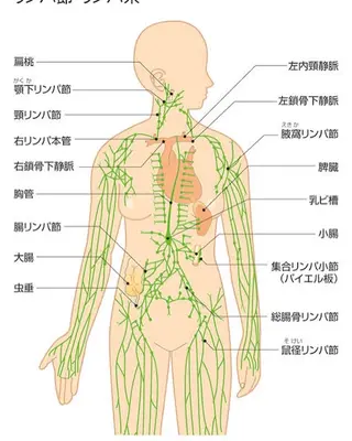 香りの家ローズマリー 🌿アロマリンパのエステ・リラクイメージ