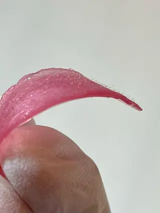 any ［Hata Aya］のエステ・リラクイメージ