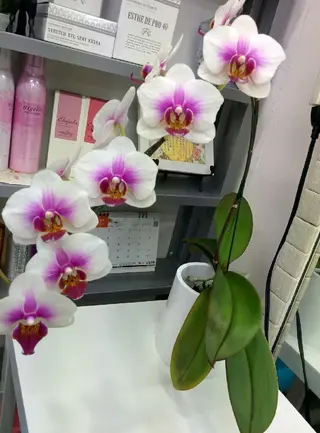 まつエク SG アイラッシュ ラッシュリフト🌟のその他イメージ