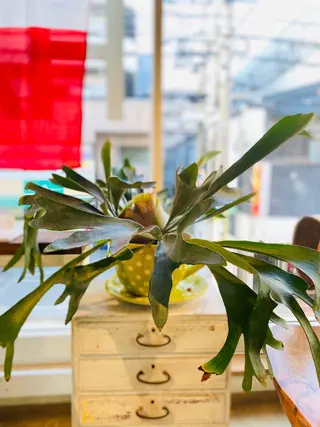 岩谷 美香のヘアスタイル