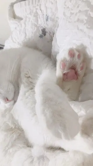 MASAKI KOKOROの眉毛・アイブロウイメージ